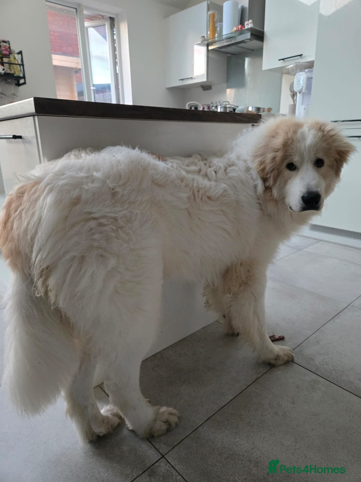 Pyrenean Mountain Dog dogs Pyrenean Mountain Dog - Advert 1