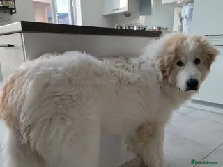 Pyrenean Mountain Dog dogs Pyrenean Mountain Dog - Advert 2