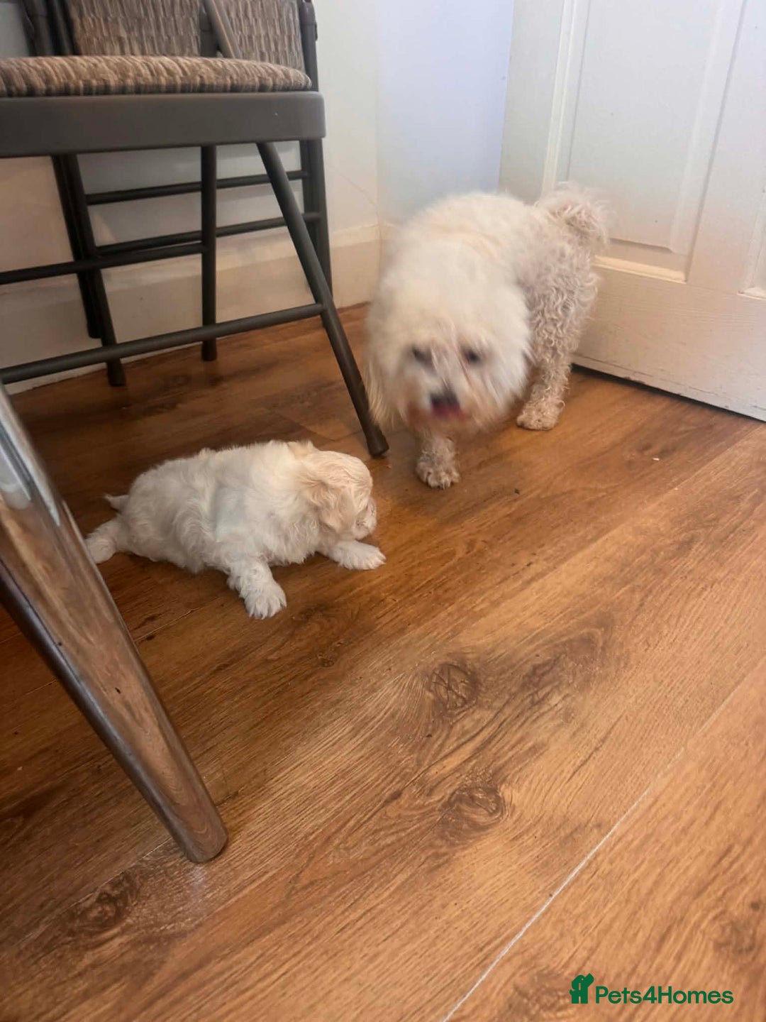 Bichon Frise dogs for sale: Bichon maltese - Advert 1