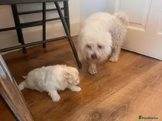 Bichon Frise dogs Bichon maltese - Advert 13