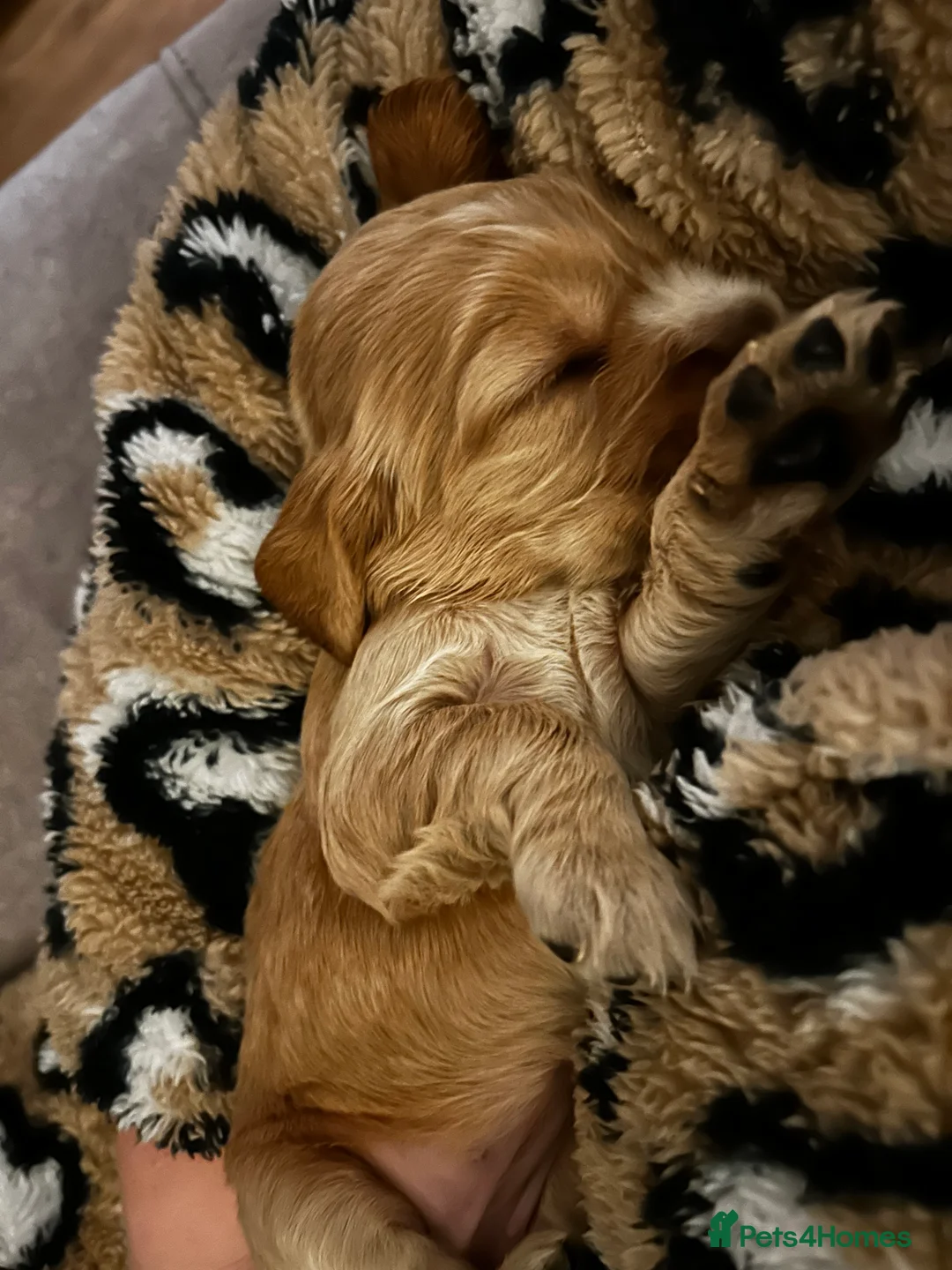 Cocker Spaniel dogs for sale: Last little boy looking for his sofa 🐾 - Advert 18