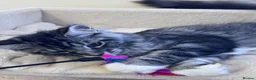 Maine Coon cats for sale: Two pedigree Maine Coon males for adoption in Nottingham - Advert 9