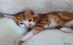 European cats for sale: Lovely kittens looking a new house - Image 8