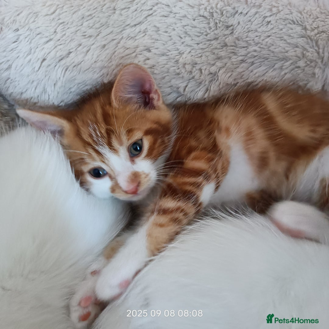 European cats for sale: Lovely kittens looking a new house - Image 8