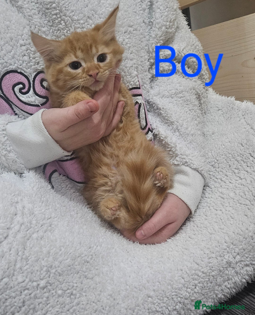 Mixed Breed cats for sale: Beautiful 10 week old kittens  - Advert 4