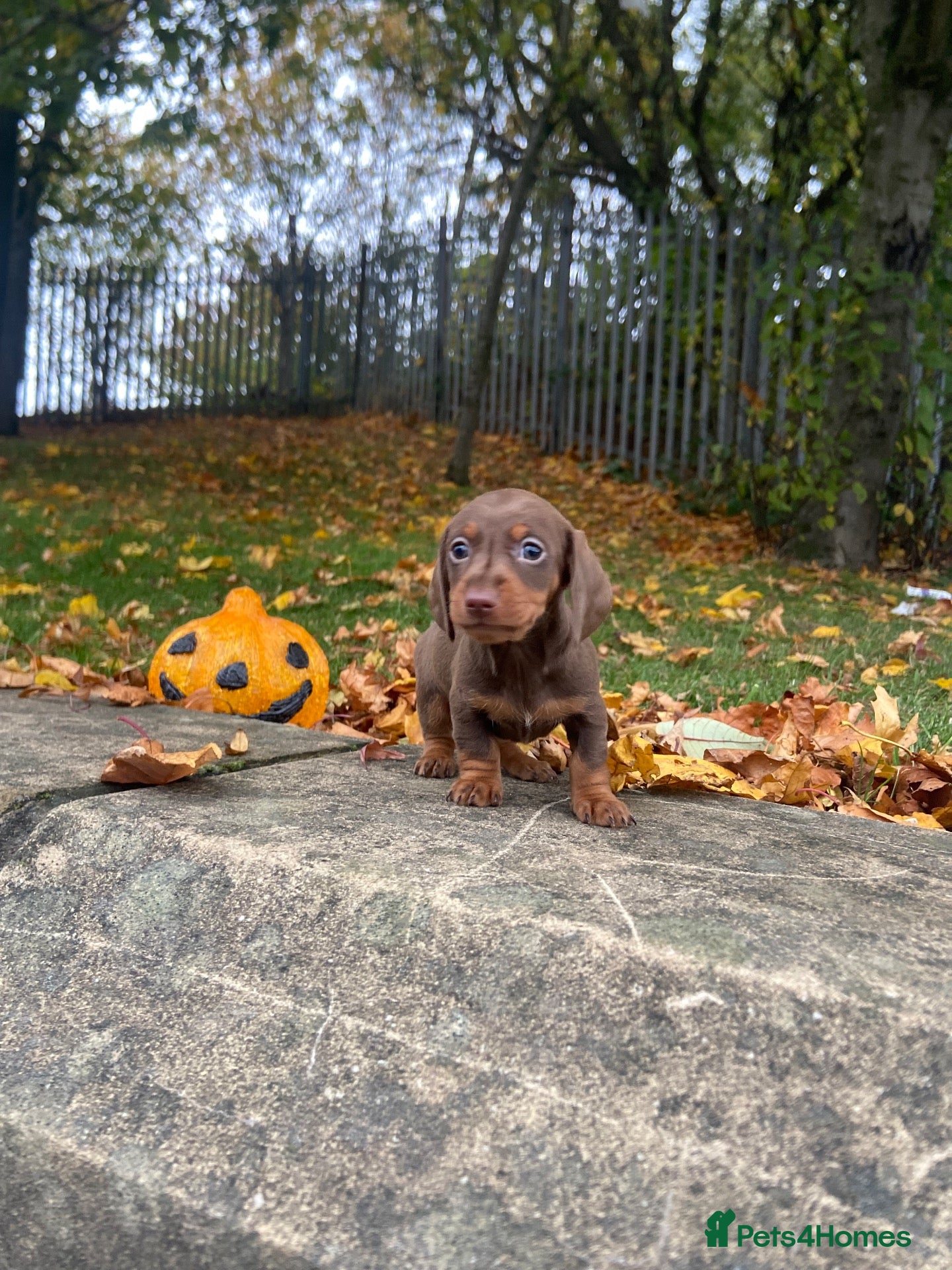 Miniature Dachshund dogs Miniature Dachshund  - Advert 15