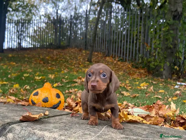 Miniature Dachshund dogs Miniature Dachshund - Advert 15