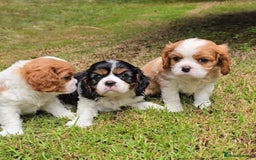 Cavalier King Charles Spaniel dogs for sale: Beautiful Cavalier King Charles Spaniel puppies! - Image 6