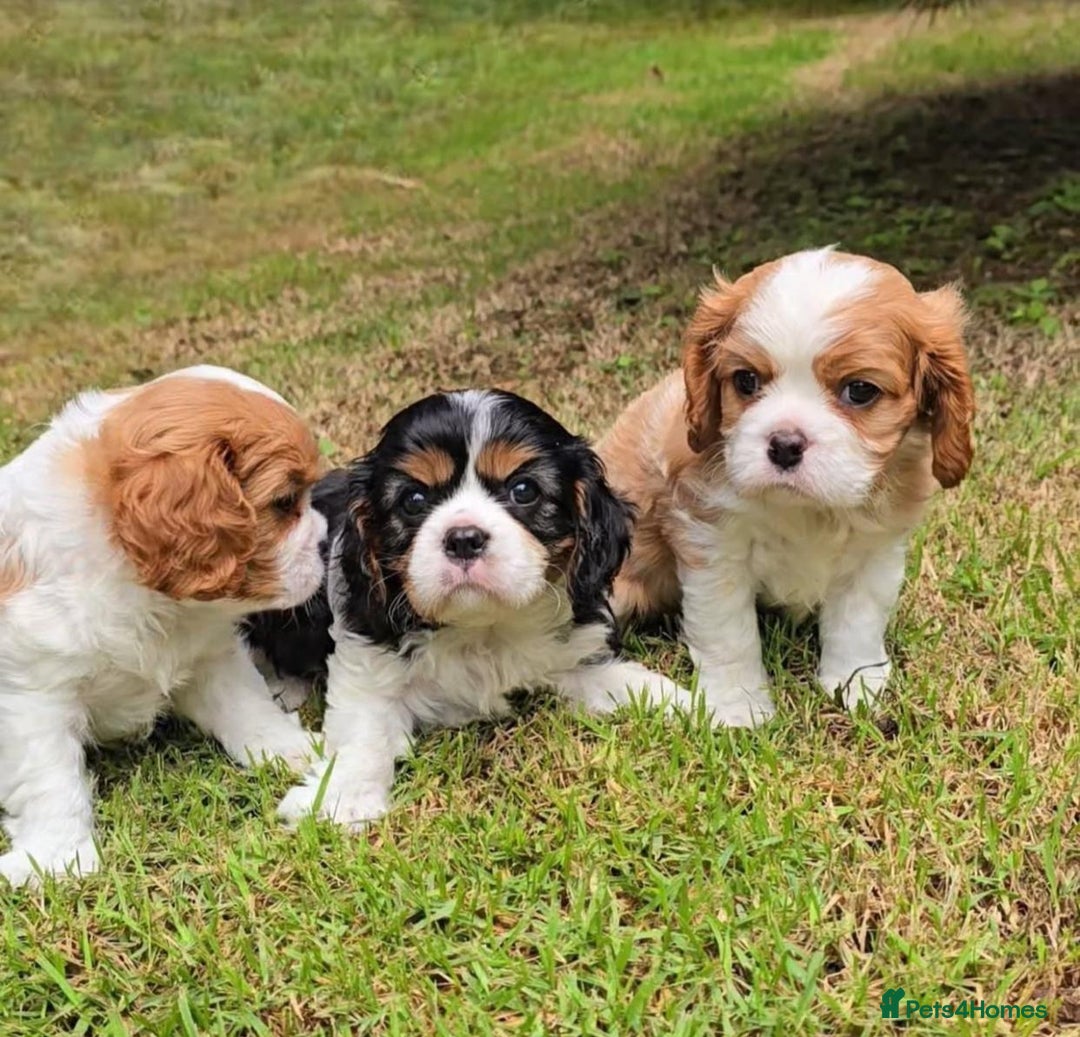 Cavalier King Charles Spaniel dogs for sale: Beautiful Cavalier King Charles Spaniel puppies! - Image 6