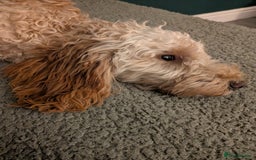 Cockapoo dogs for sale: Female cockapoo - Image 1