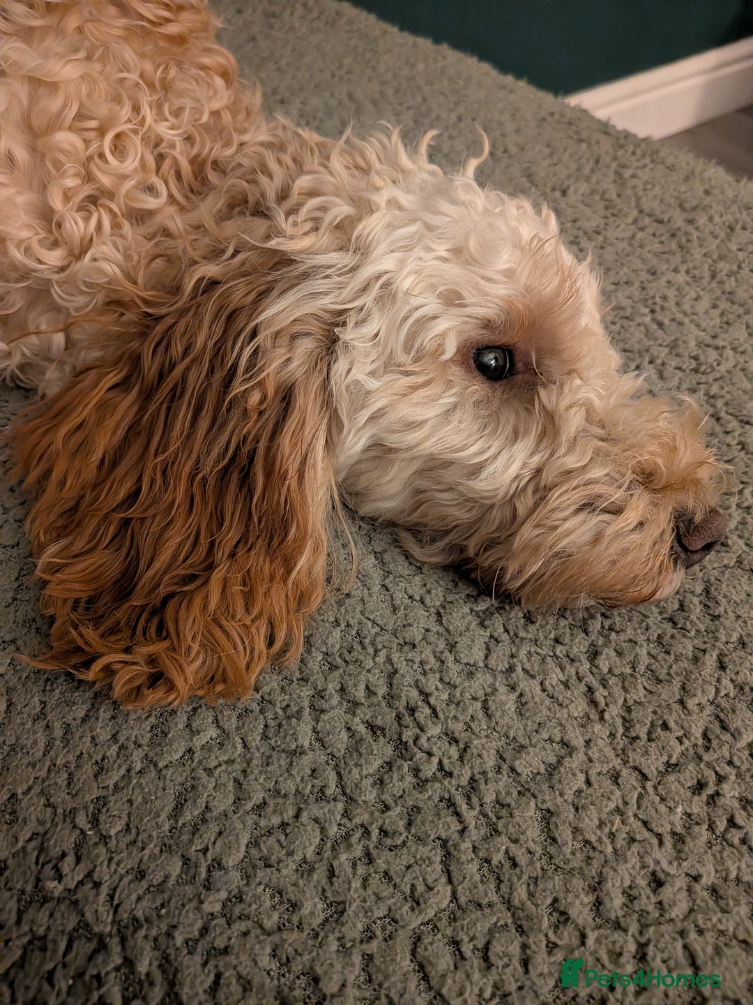 Cockapoo dogs for sale: Female cockapoo - Image 1