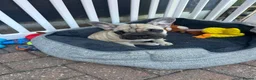 French Bulldog dogs for sale: French bulldog  - Advert 11