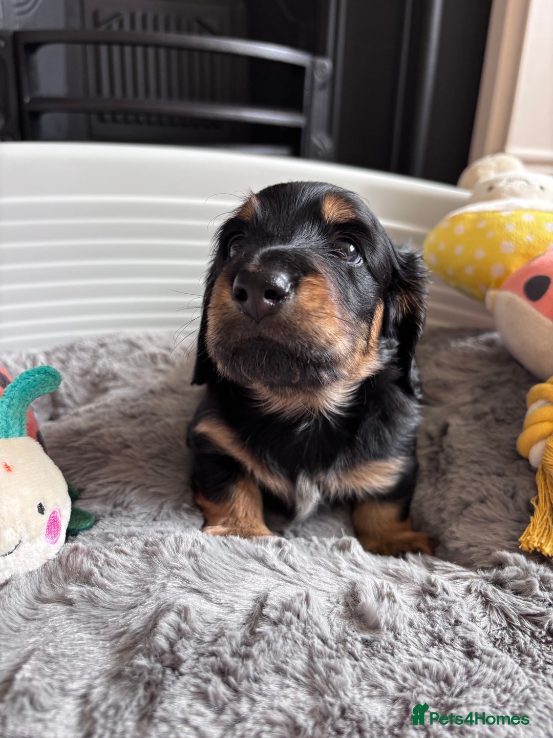 Miniature Dachshund dogs for sale: 🌿🌸🌳KC LONGHAIR MINI DACHSHUND PUPS🌳🌸🌿 - Image 11