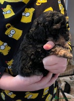 Toy Poodle dogs Stunning Toy Poodle Puppies - Advert 2