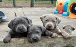 Labrador Retriever dogs for sale: Gorgeous KC Silver & Charcoal Labs - Image 4