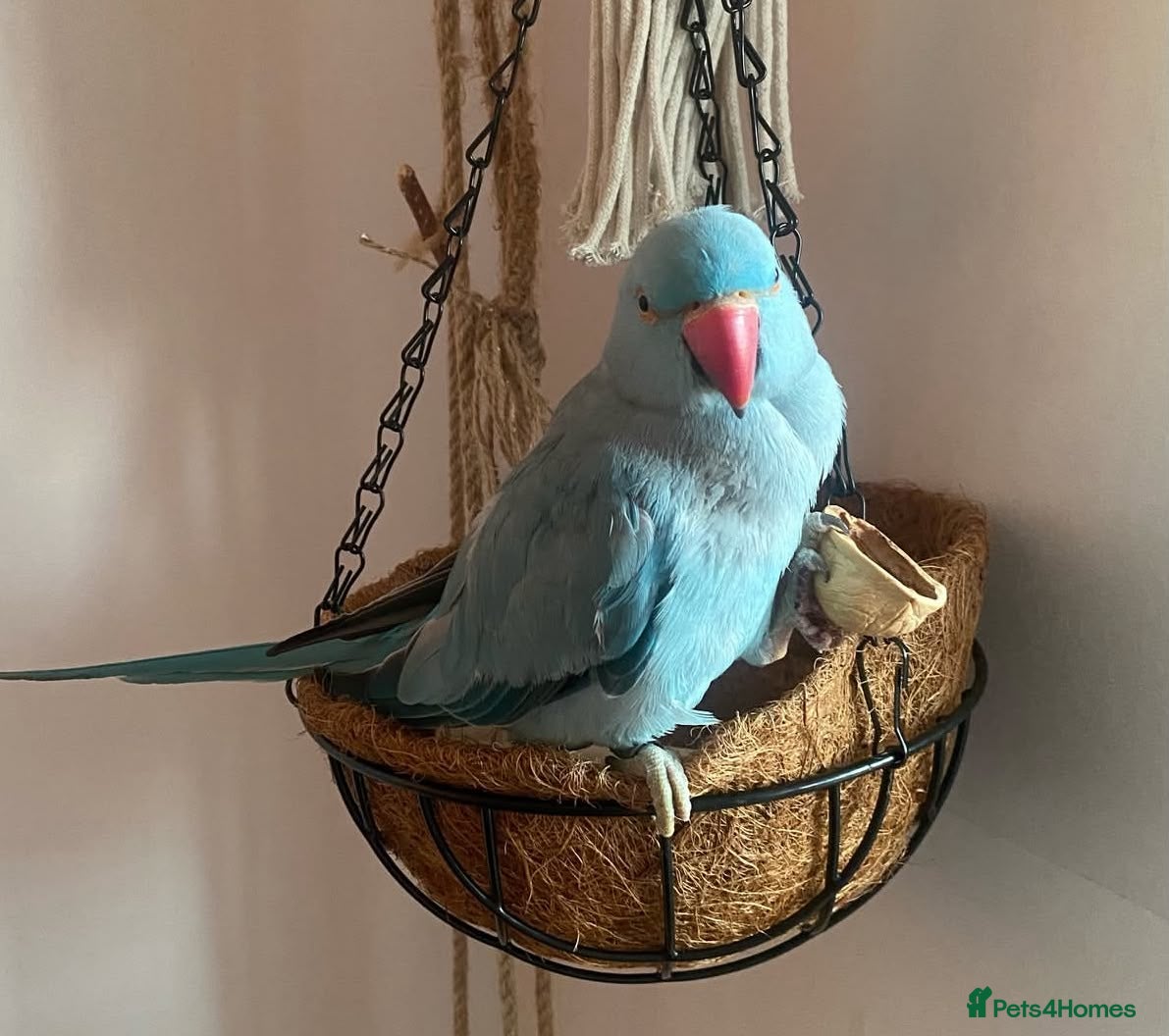 Parrots birds My baby Indian talking ring neck parrot  - Advert 8