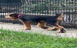 Airedale Terrier dogs for sale: Just 2 KC Registered Airedale Boys Available  in Kettering - Image 15