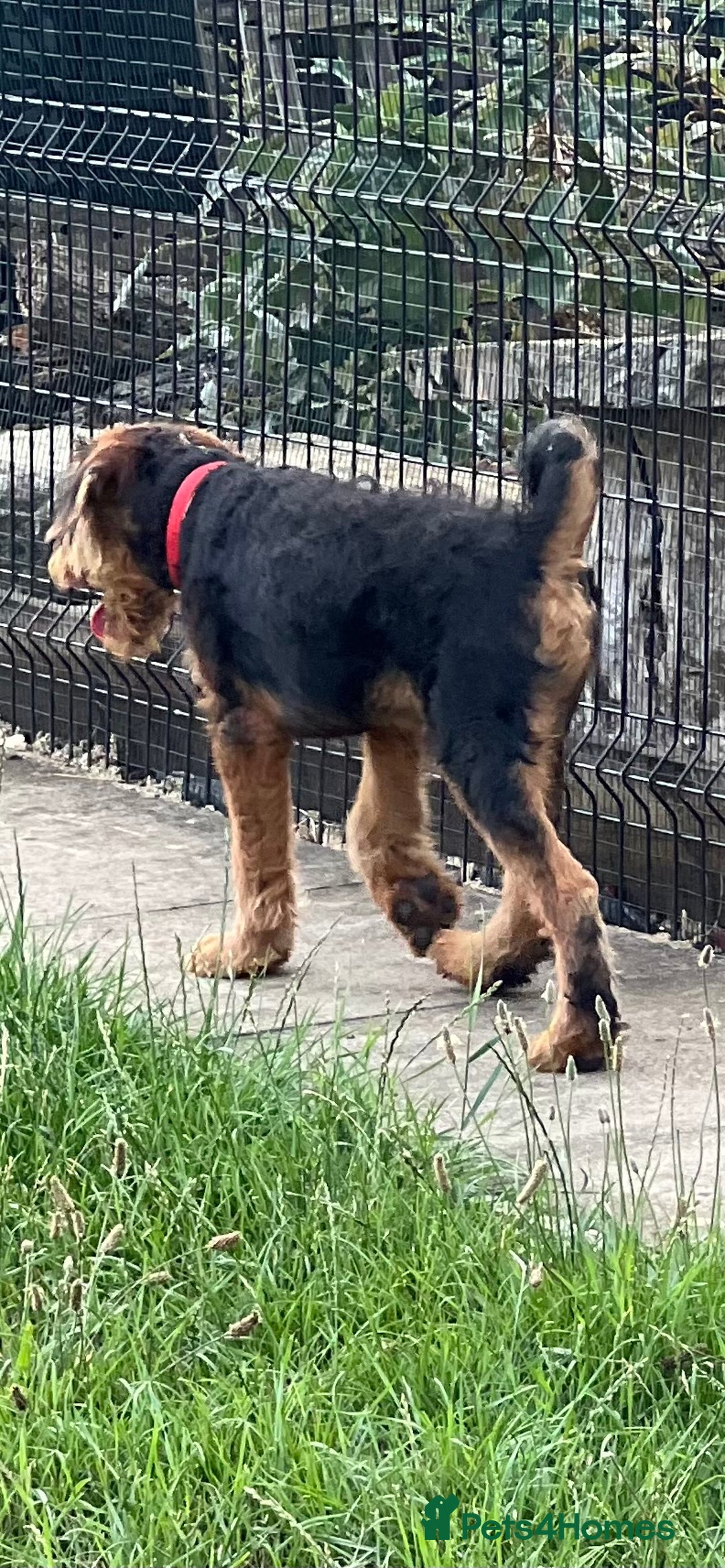 Airedale Terrier dogs for sale: Just 2 KC Registered Airedale Boys Available  in Kettering - Image 15