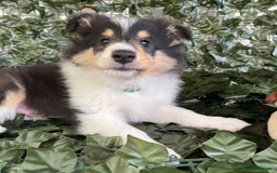 Rough Collie dogs for sale: PUPPY MASSIVE REDUCTION-TRI/COL boy 10w DNA-CLEAR  - Image 8