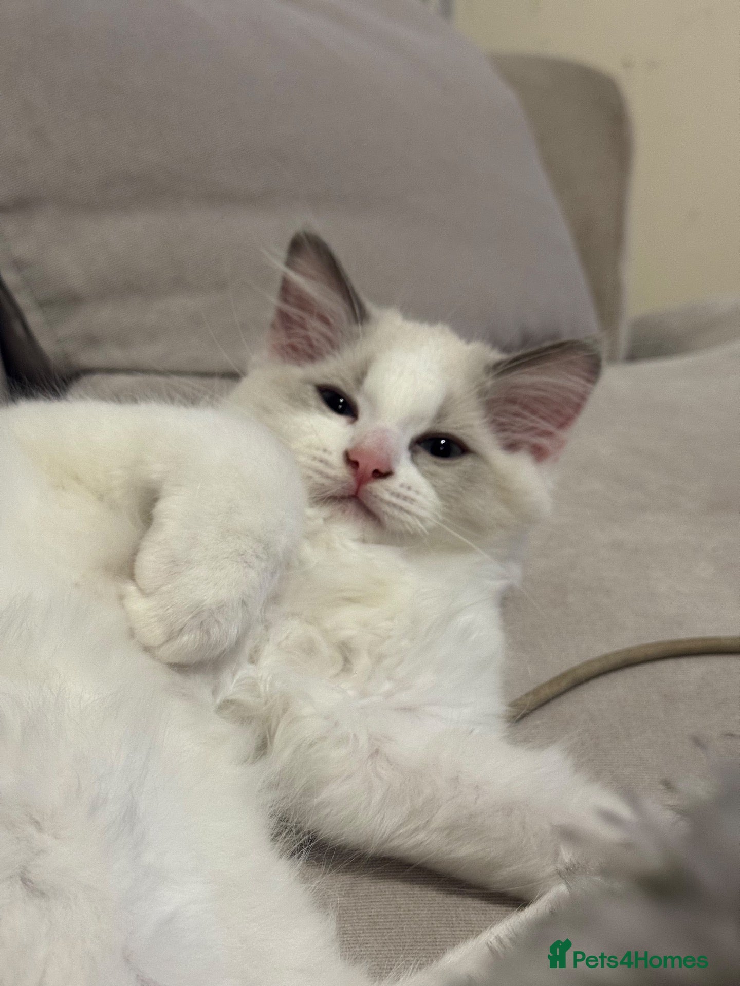 Ragdoll cats 🐾 Last Ragdoll Kitten for His Forever Home! 🐾 - Advert 12