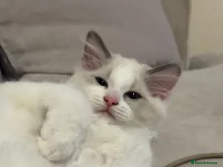 Ragdoll cats 🐾 Last Ragdoll Kitten for His Forever Home! 🐾 - Advert 12
