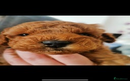 Cavapoo dogs for stud: Extensively Health Tested Deep Red Tiny Toy Poodle in Mansfield - Image 4