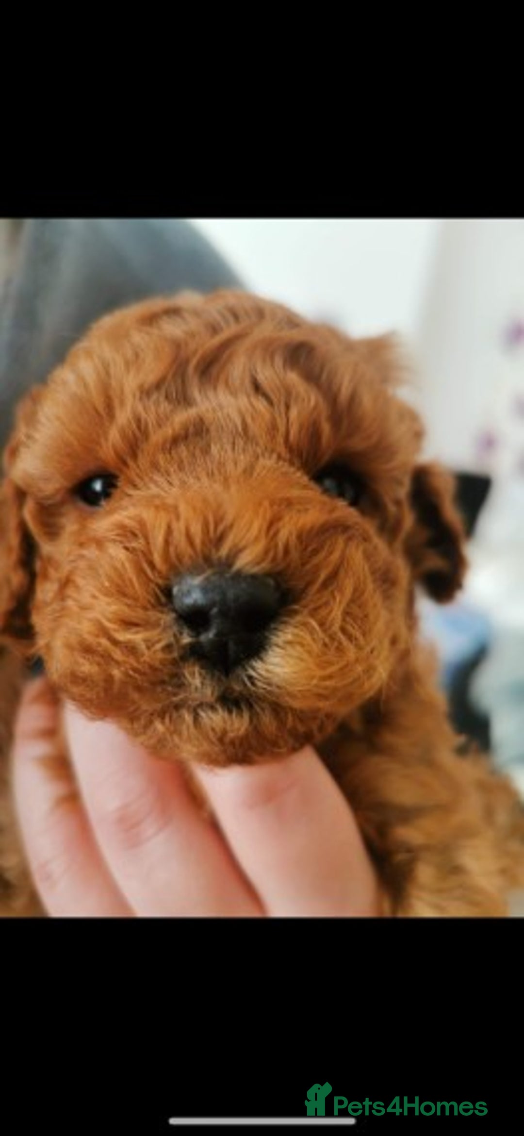 Cavapoo dogs for stud: Extensively Health Tested Deep Red Tiny Toy Poodle in Mansfield - Image 4