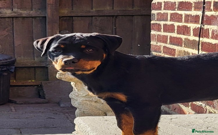 Rottweiler dogs in Chester-le-Street - Advert 7