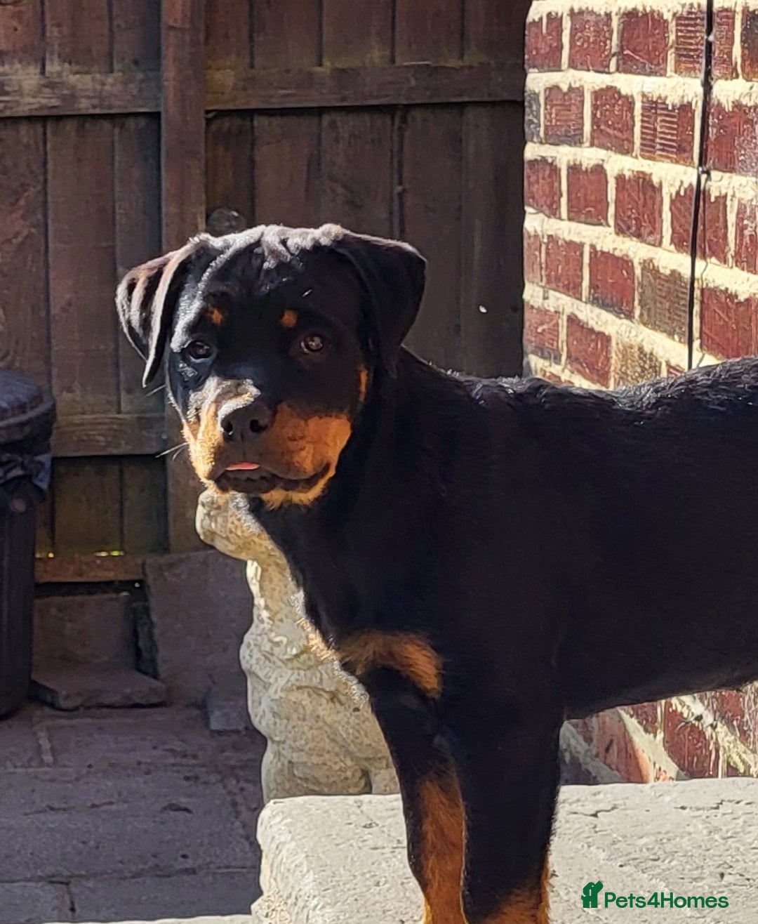 Rottweiler dogs for sale: Kc Show Quality Puppy Bitch!! in Chester-le-Street - Image 1