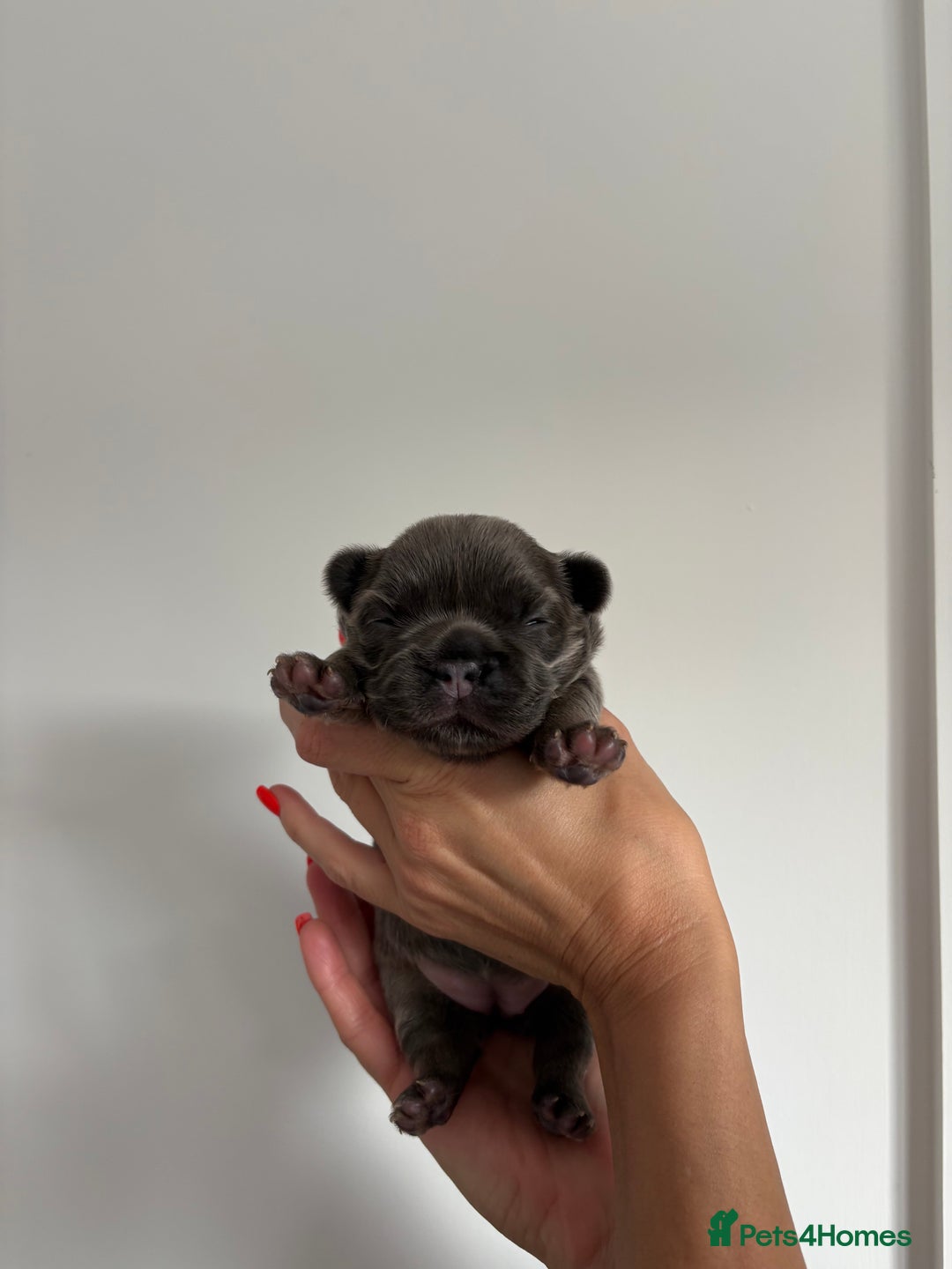 French Bulldog dogs for sale: Fluffy French Bulldog Puppies FOR SALE -  - Image 10