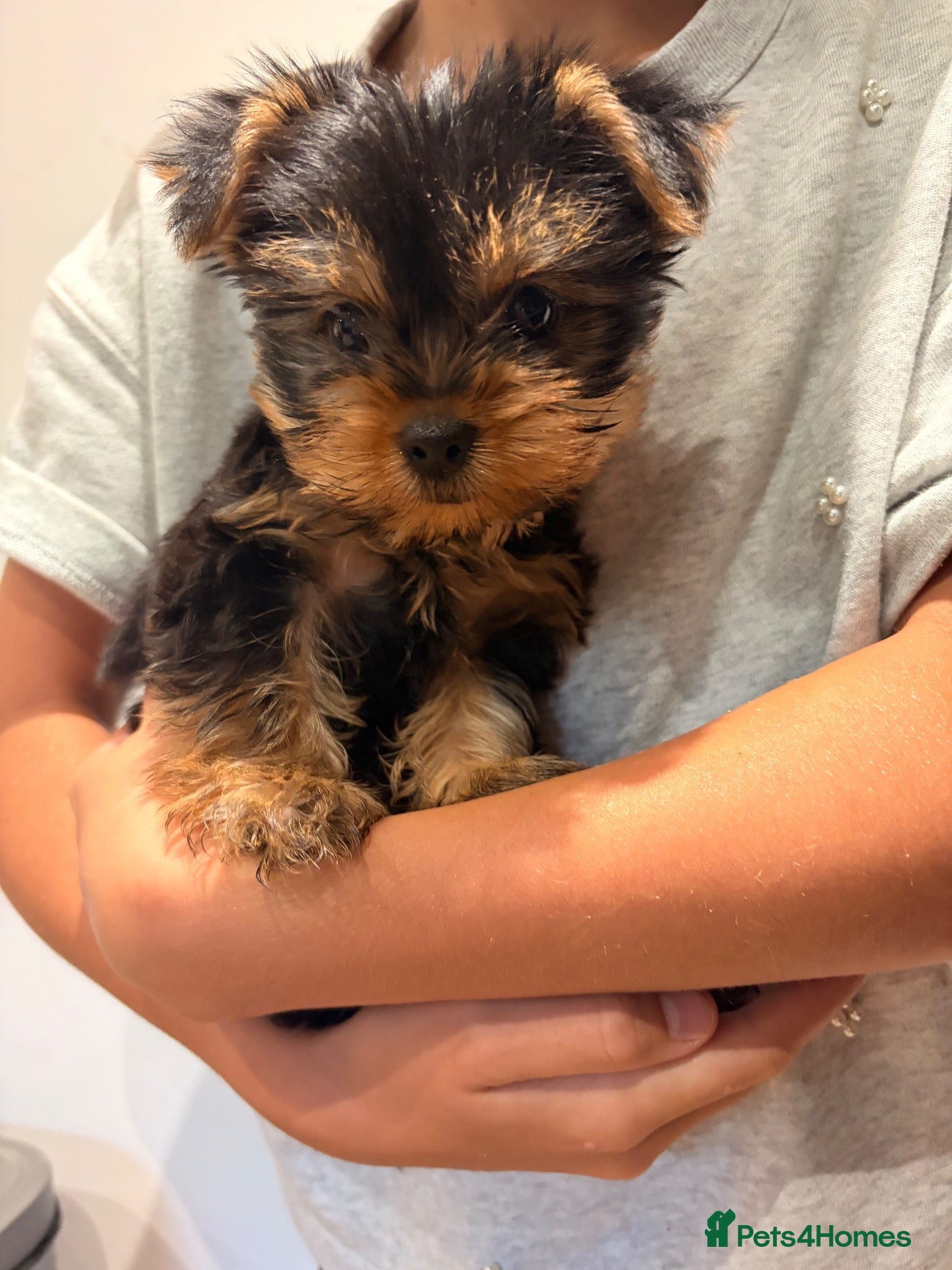 Yorkshire Terrier dogs Yorkshire Terrier Puppies - Advert 2