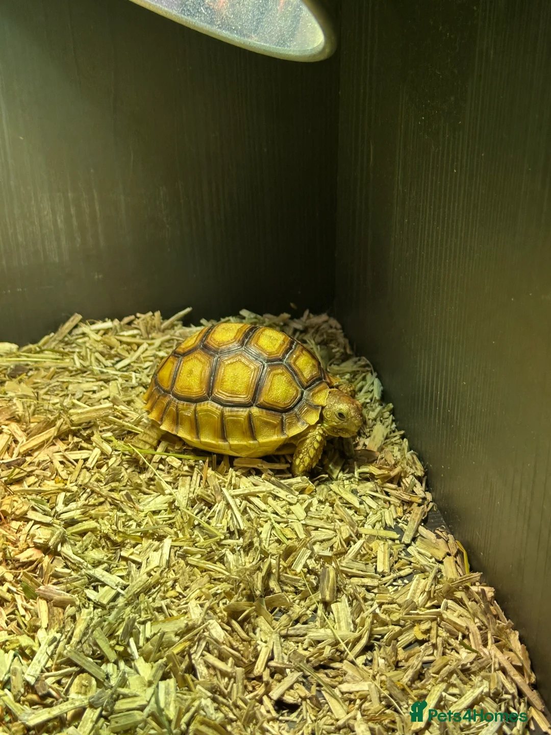 Tortoise reptiles for sale: Sulcata tortoise  - Advert 3