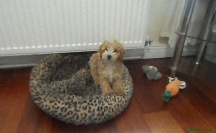 Cavapoo dogs - Advert 16