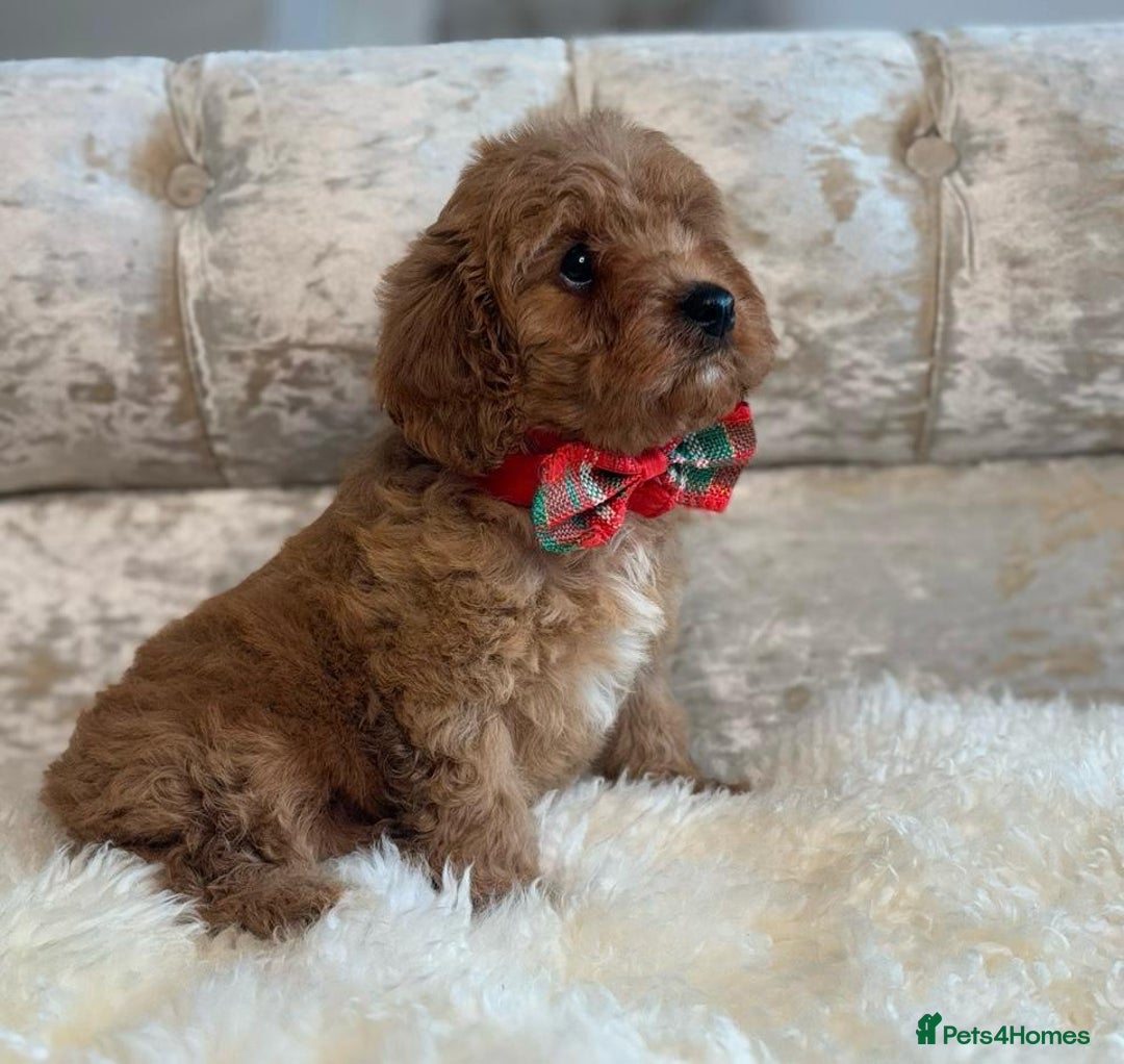Cavapoo dogs for sale: Stunning f1 quality cavapoo puppies - Image 8
