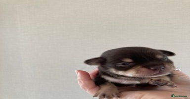 Chihuahua dogs CHIHUAHUA PUPPIES READY 27 December - Advert 11