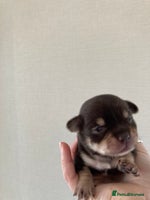 Chihuahua dogs CHIHUAHUA PUPPIES READY 27 December - Advert 11