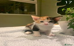 Mixed Breed cats for sale: KITTENS! Batch of cuties for sale in Basinsgtoke - Image 26