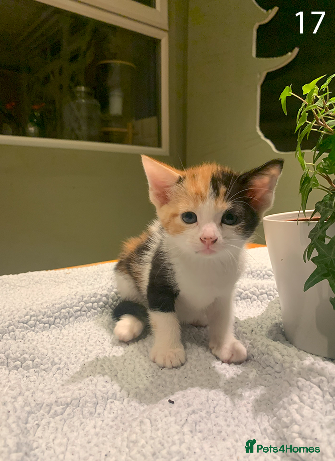 Mixed Breed cats for sale: KITTENS! Batch of cuties for sale in Basinsgtoke - Image 26