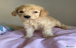 Cockapoo dogs for sale: Cockapoo puppies  - Image 9
