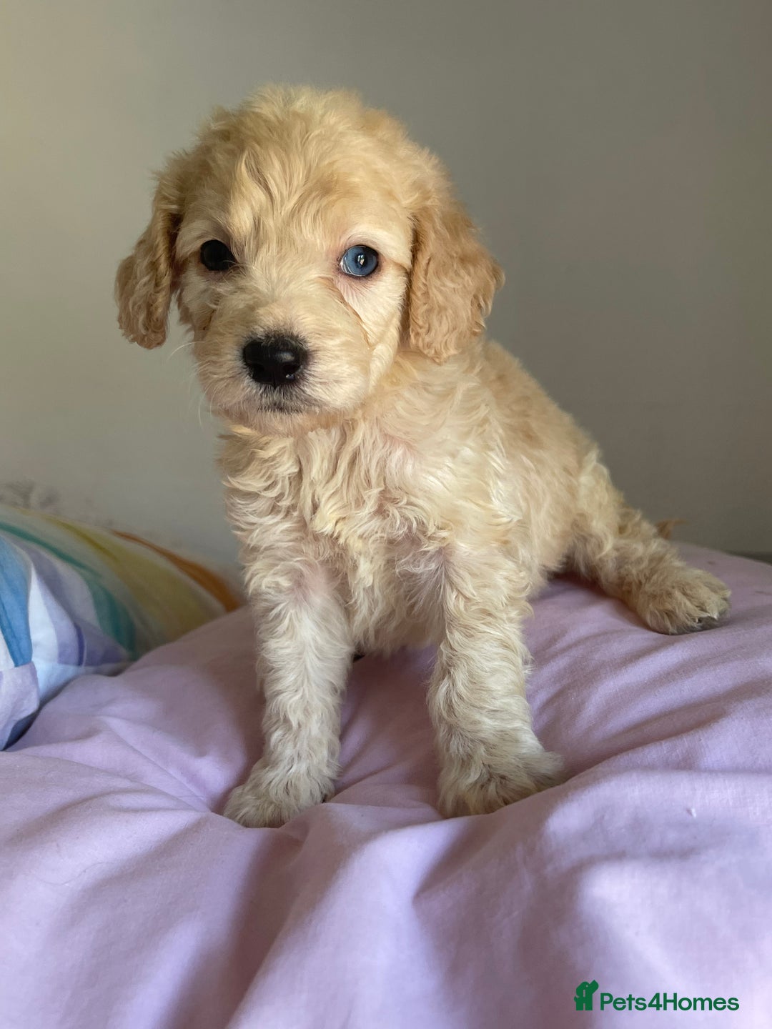 Cockapoo dogs for sale: Cockapoo puppies  - Image 9