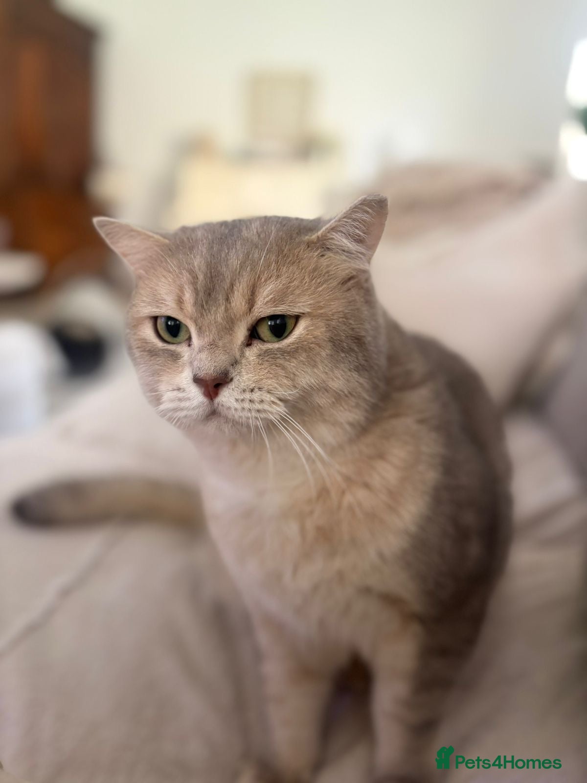 Domestic Shorthair cats Little Max  - Advert 2