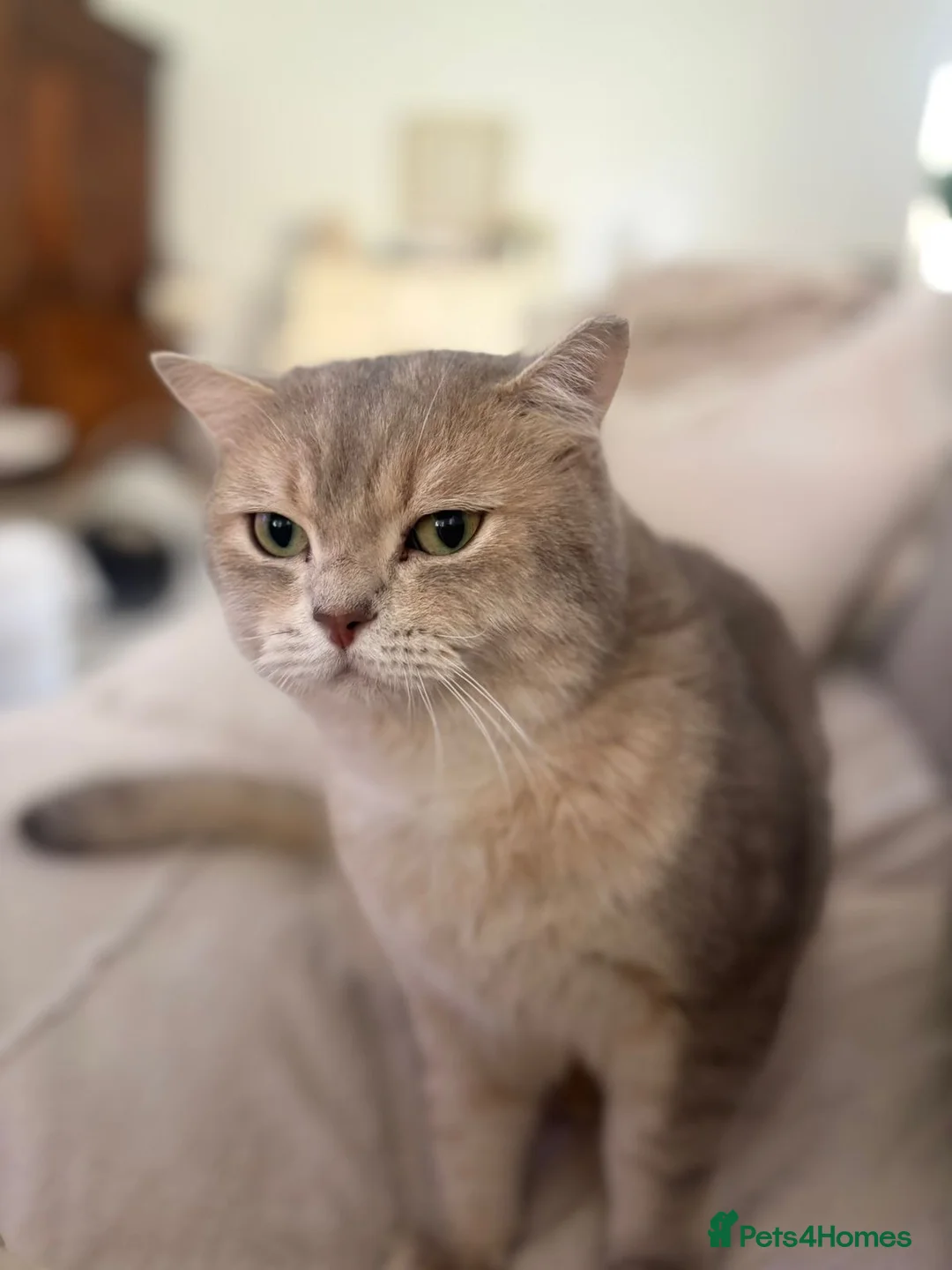 Domestic Shorthair cats for adoption: Little Max  - Advert 1