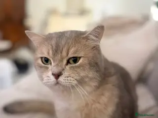 Domestic Shorthair cats Little Max - Advert 2