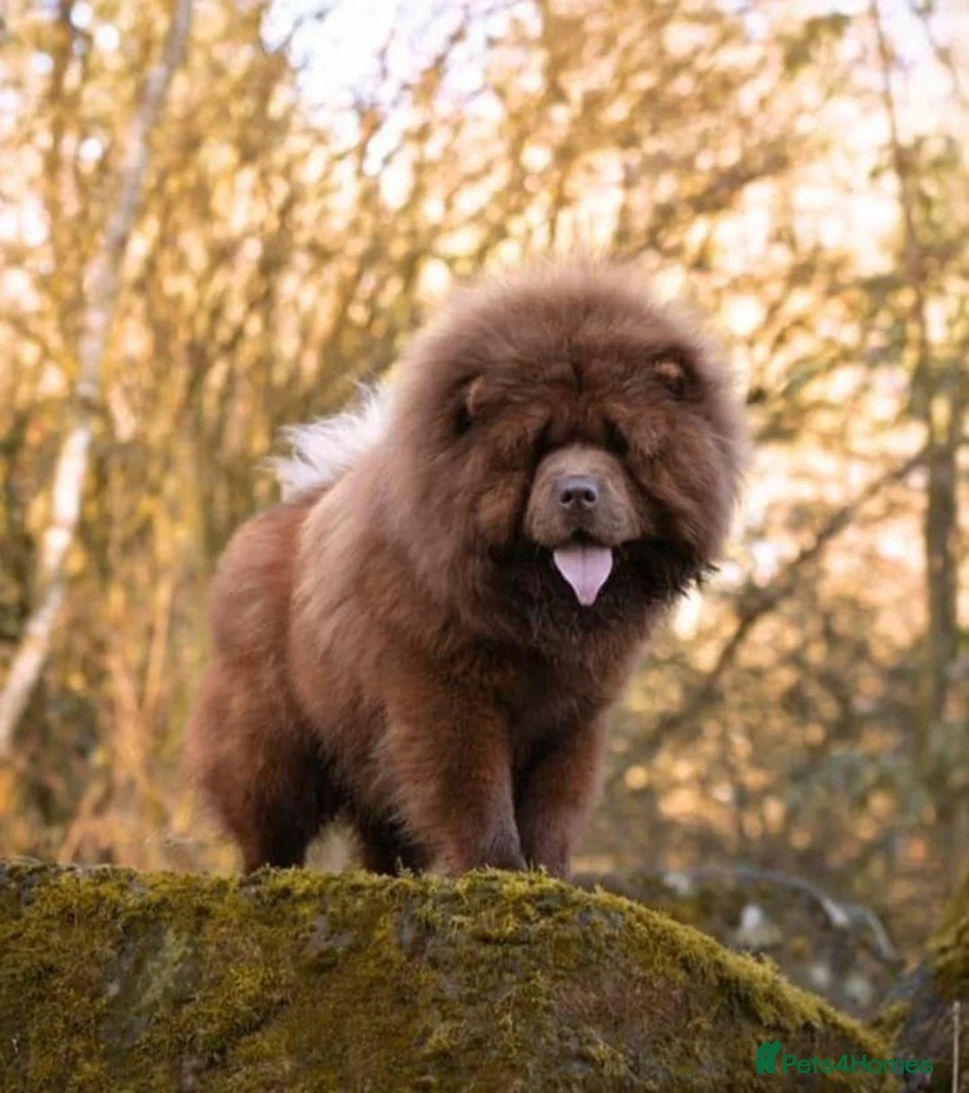 Chow Chow dogs for stud: Mr Willy Wonka For Stud! - Advert 3