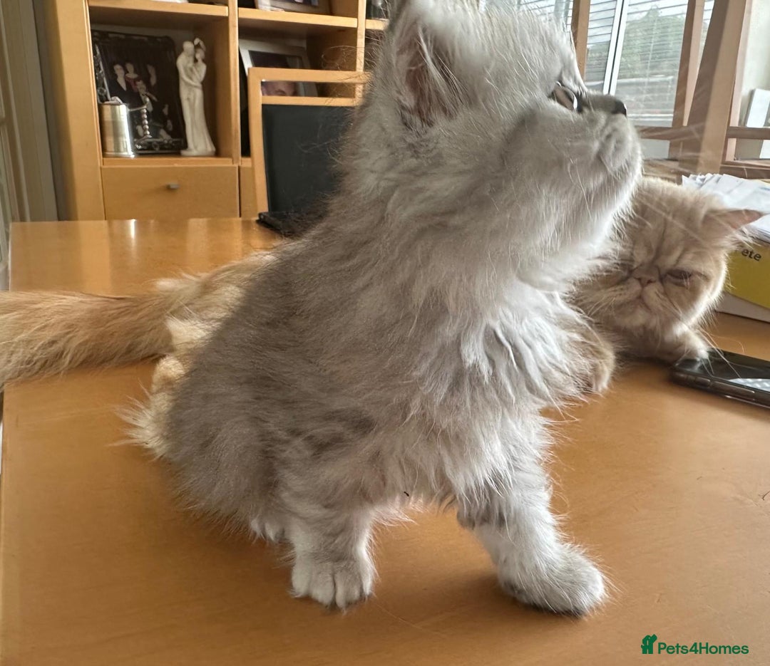 Persian cats for sale: Two multicoloured Persian females - Image 6