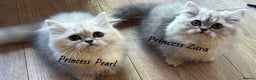 Munchkin cats for sale: Exceptional Quality & Extremely Rare Silver Minuet - Advert 10