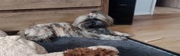 Shih Tzu dogs for stud: Kc Registered Shih Tzu for stud in Bournemouth - Advert 4