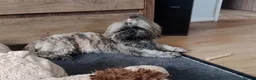 Shih Tzu dogs for stud: Kc Registered Shih Tzu for stud in Bournemouth - Advert 4