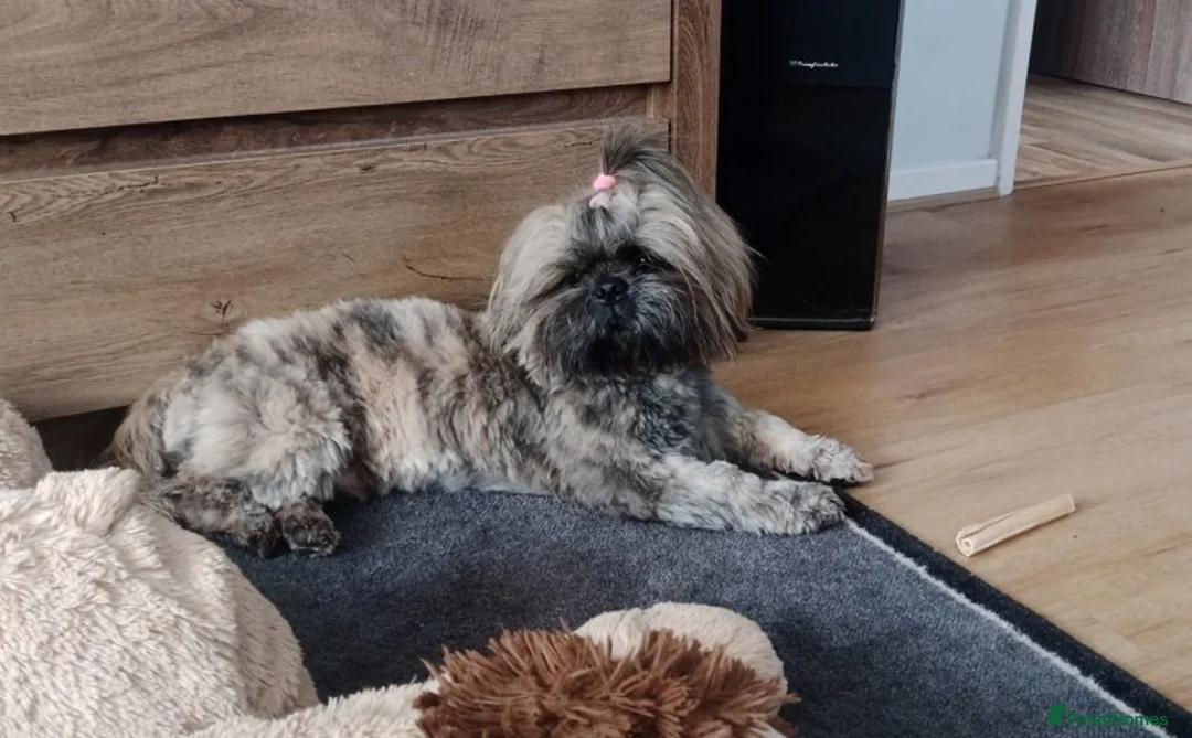 Shih Tzu dogs for stud: Kc Registered Shih Tzu for stud in Bournemouth - Advert 4