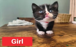 Ragdoll cats for sale: Ragdoll cross kittens  - Image 13